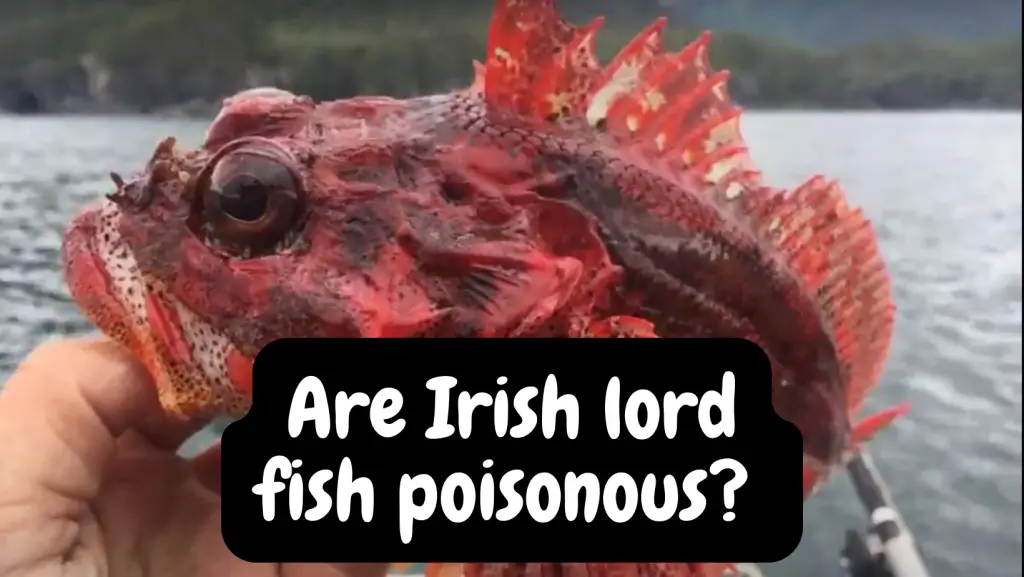 Are Irish lord fish poisonous?