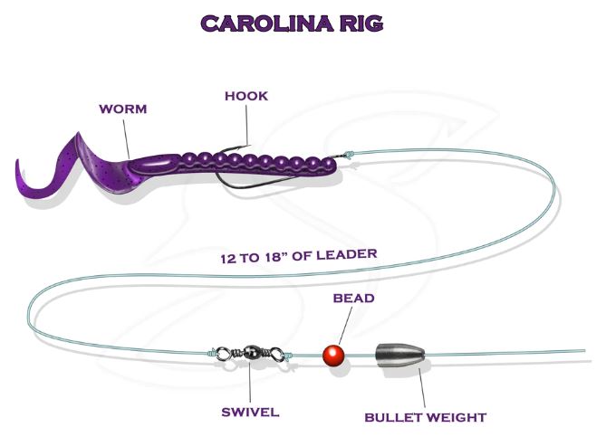 carolina rig