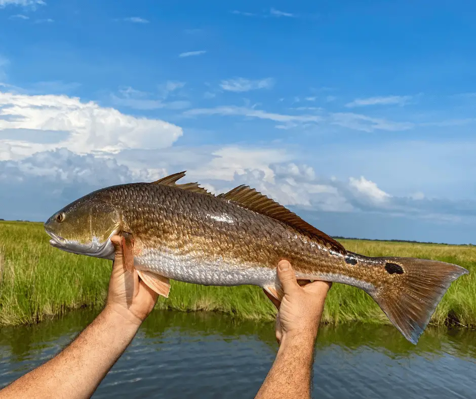 Carolina Rig For Redfish