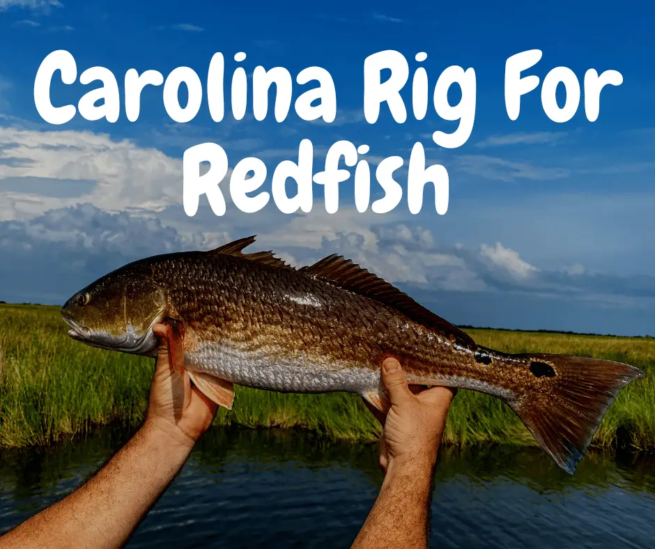 Carolina Rig For Redfish