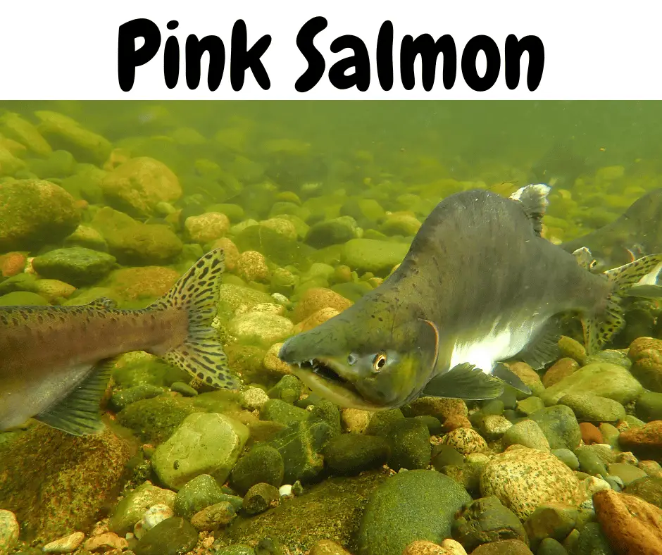 Best Time To Visit Alaska For Fishing pink salmon