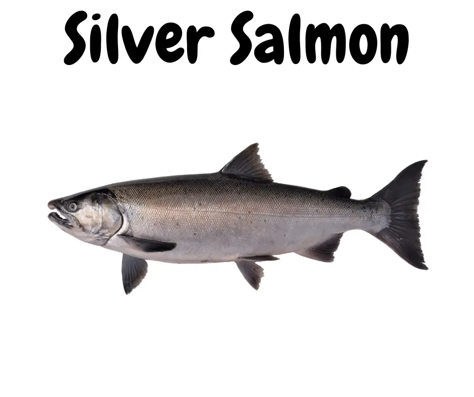 Silver Salmon