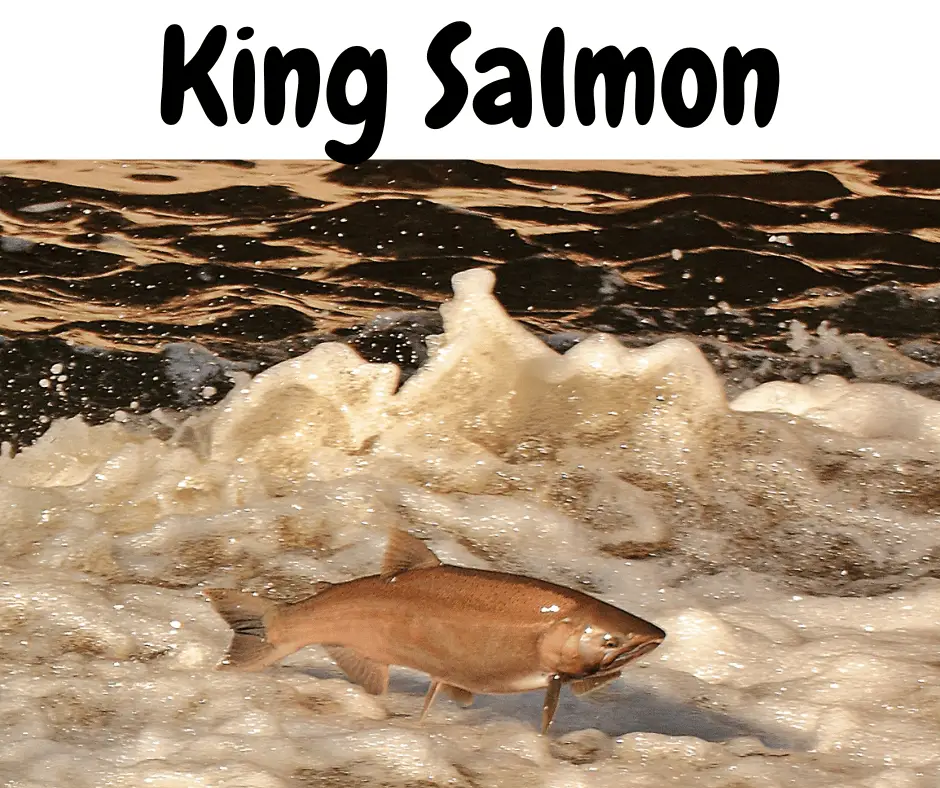 king salmon