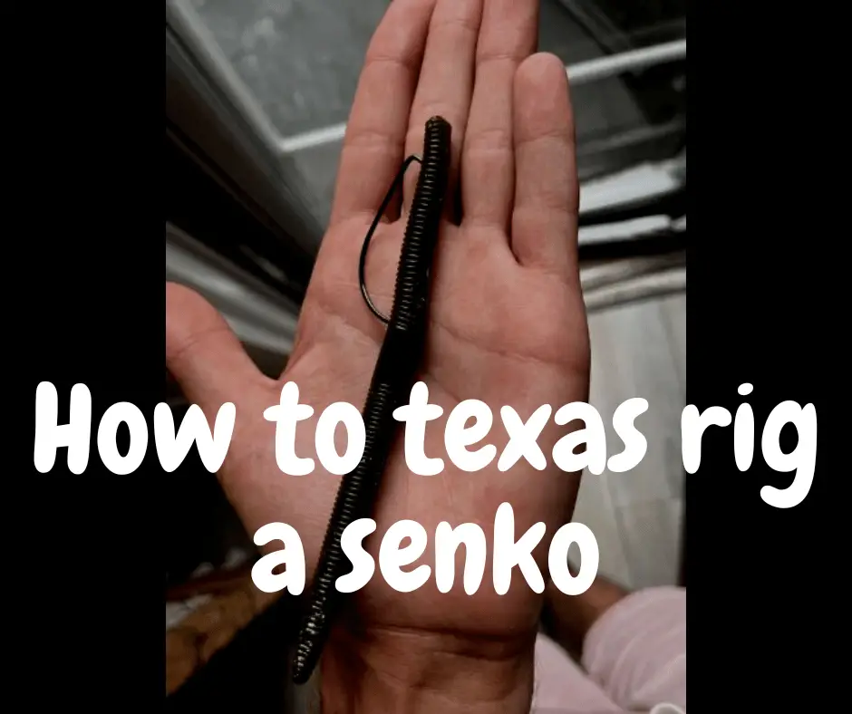 How to texas rig a Senko