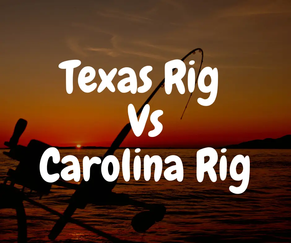 Texas Rig Vs Carolina Rig