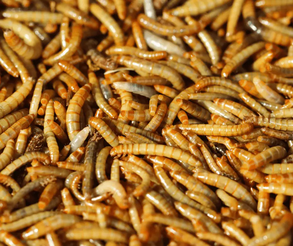 Mealworm