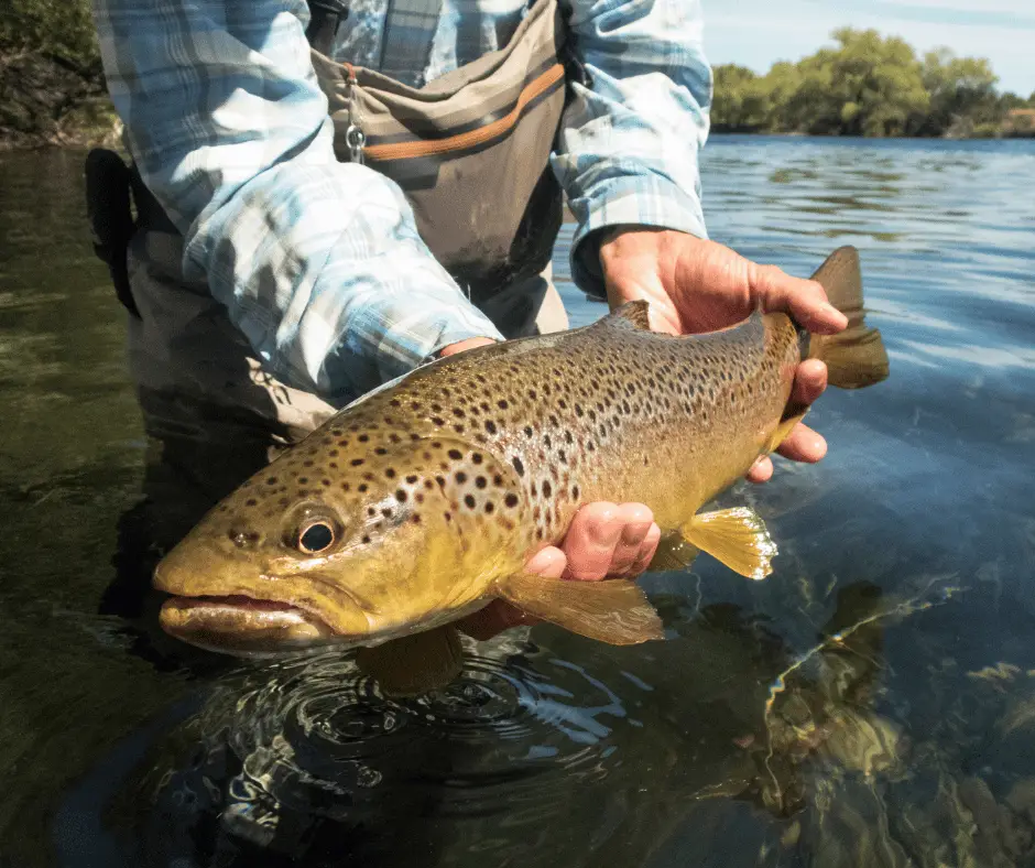 How to fish Carolina rig for trout