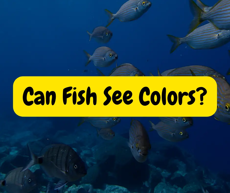 can-fish-see-colors-answered-fishinglifesimple